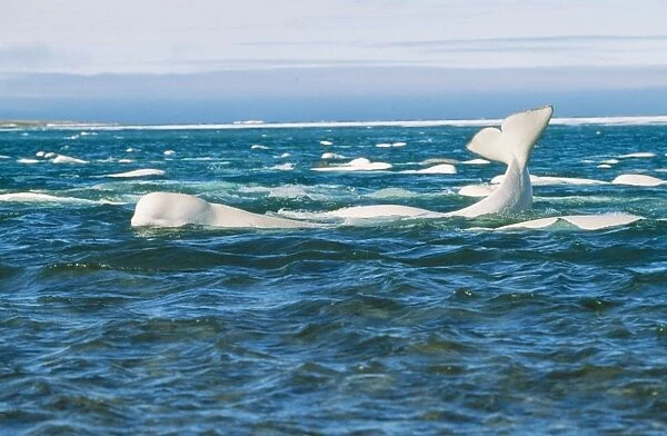 Beluga Whale DOC 162 Canadian Arctic Delphinapterus leucas © Doc White  /  ARDEA LONDON