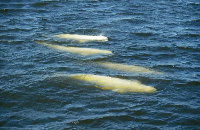 Framed Print : Beluga Whale FG 8486 Churchill river, Canada Delphinapterus leucas © Francois Gohier  /  ARDEA LONDON