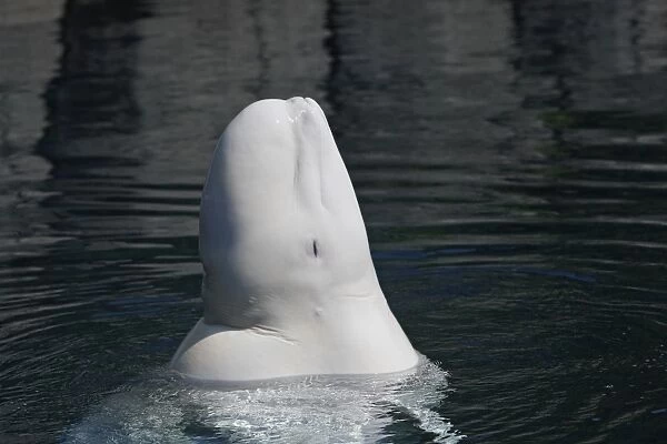 Beluga Whale - in water. Vancouver aquarium. Canada