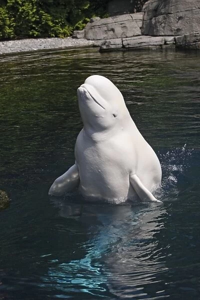 Beluga Whale - in water. Vancouver aquarium. Canada
