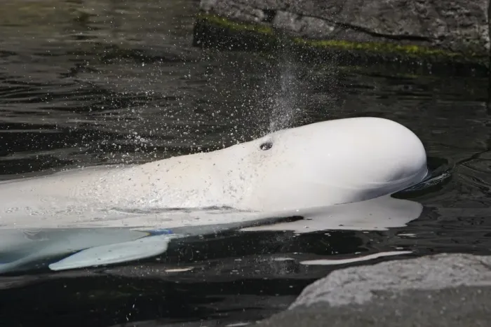 Framed Print : Beluga Whale - in water. Vancouver aquarium. Canada Framed Print : Beluga Whale - in water. Vancouver aquarium. Canada