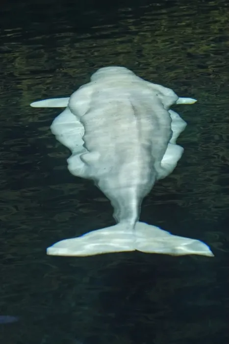 Framed Print : Beluga Whale - in water - view from above. Vancouver aquarium. Canada Framed Print : Beluga Whale - in water - view from above. Vancouver aquarium. Canada