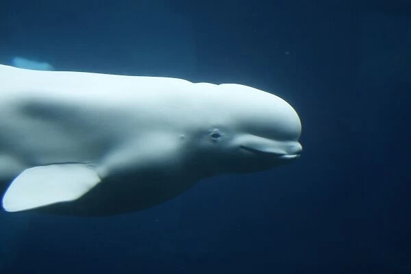 Beluga  /  White Whale. Vancouver Aquarium - British Colombia - Canada