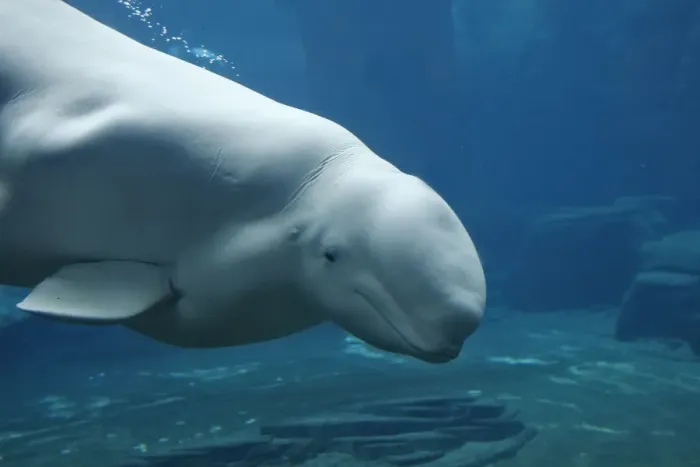 Framed Print : Beluga / White Whale. Vancouver Aquarium - British Colombia - Canada Framed Print : Beluga / White Whale. Vancouver Aquarium - British Colombia - Canada