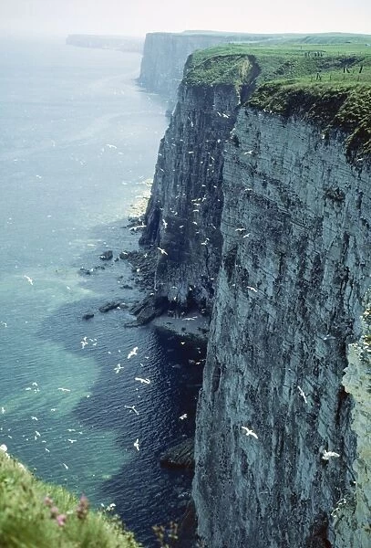 Bempton Cliffs JLM 10983 Yorkshire UK © John Mason  /  ARDEA LONDON
