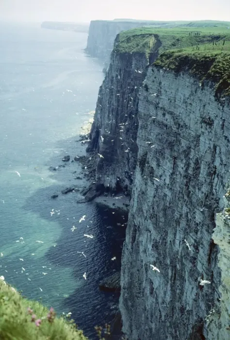 Framed Print : Bempton Cliffs JLM 10983 Yorkshire UK © John Mason / ARDEA LONDON Framed Print : Bempton Cliffs JLM 10983 Yorkshire UK © John Mason / ARDEA LONDON