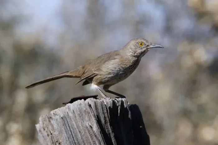 Framed Print : Bendire's Thrasher Framed Print : Bendire's Thrasher