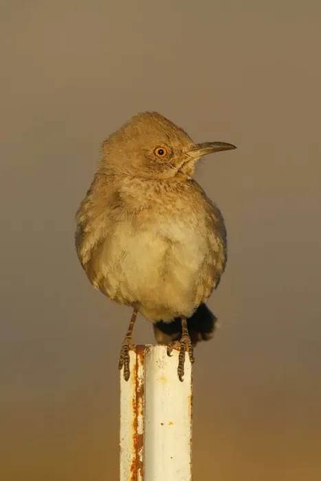 Framed Print : Bendire's Thrasher Framed Print : Bendire's Thrasher