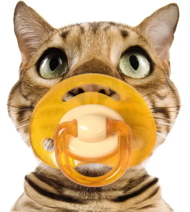 Framed Print : Bengal Brown Spotted Cat - with dummy in mouth. Fish-eye Framed Print : Bengal Brown Spotted Cat - with dummy in mouth. Fish-eye
