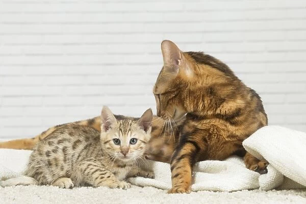 Bengal Cat, adult and kitten