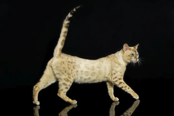 Framed Print : Bengal Cat - snow colouring