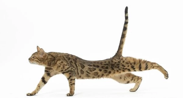 Bengal Cat, stretching
