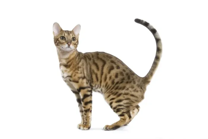 Framed Print : Bengal Cat - in studio Framed Print : Bengal Cat - in studio