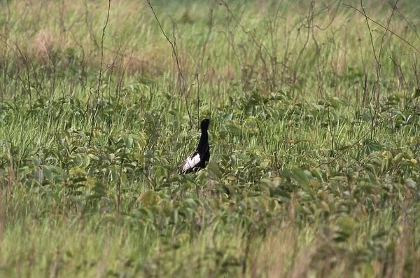 Bengal Florican - male Manas Tiger Reserve, Assam, India