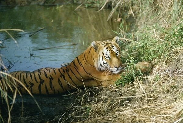 Bengal  /  Indian Tiger