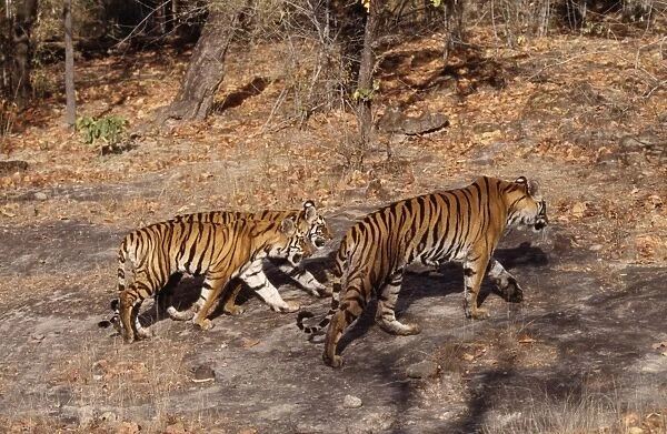 Bengal  /  Indian Tiger - adult & two young