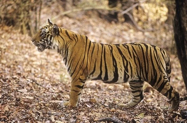 Bengal  /  Indian Tiger - on alert Bandhavgarh National Park, India
