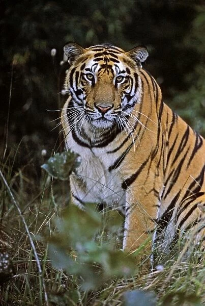 Bengal  /  Indian Tiger. Bandhavgarh National Park