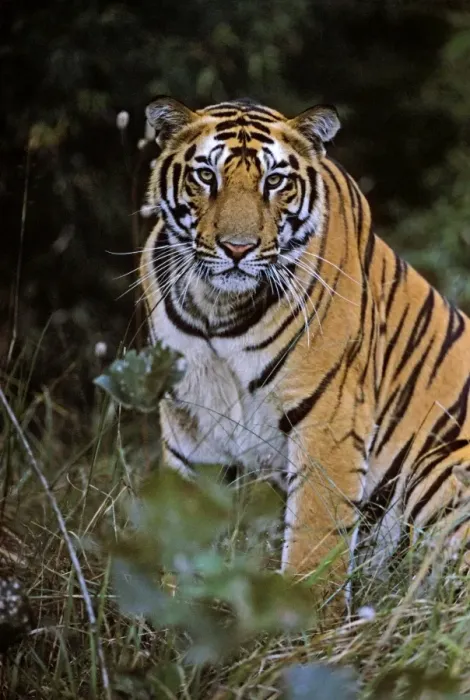 Framed Print : Bengal / Indian Tiger. Bandhavgarh National Park Framed Print : Bengal / Indian Tiger. Bandhavgarh National Park