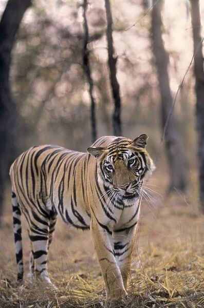 Bengal  /  Indian Tiger. Bandhavgarh National Park