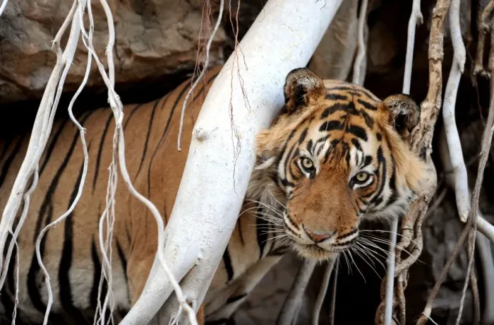 Framed Print : Bengal  /  Indian Tiger - in Banyan Tree roots - Ranthambhore National Park - Rajasthan - India