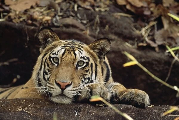 Bengal  /  Indian Tiger - on the black rock Bandhavgarh National Park, India