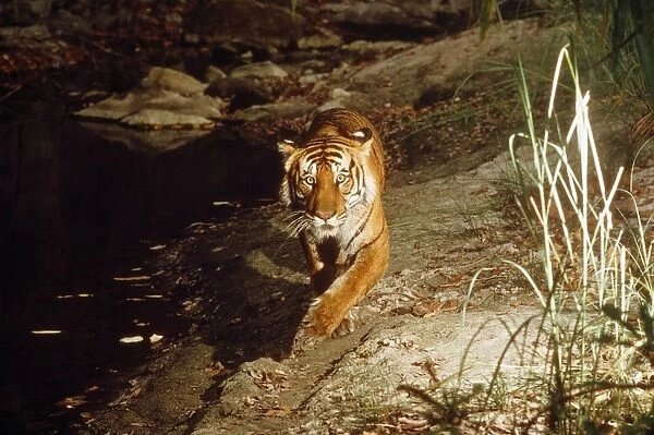 Bengal  /  Indian Tiger - camera triggered by Tiger stepping on pressure plate - Chitwan National Park - India