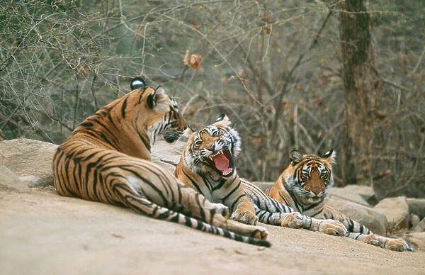 Bengal  /  Indian Tiger CB 127 Group lying on rocks, India. Panthera tigris © Chris Brunskill  /  ARDEA LONDON