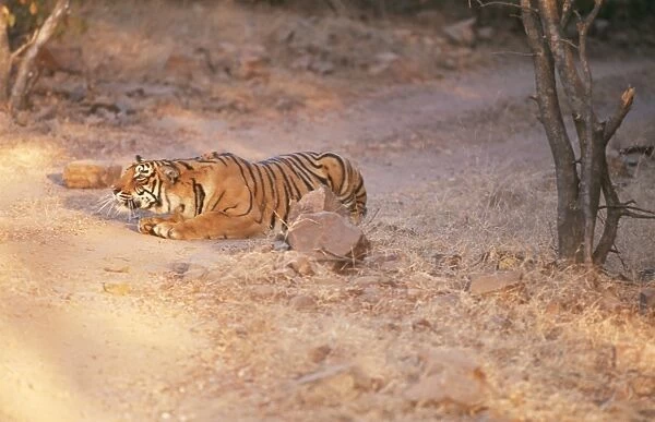 Bengal  /  Indian Tiger CB 127 Stalking prey, Ranthambhore National Park, India. Panthera tigris © Chris Brunskill  /  ARDEA LONDON