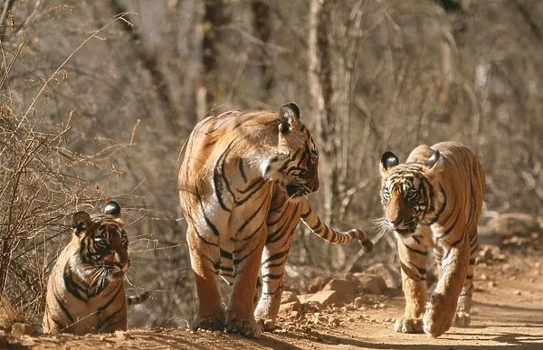 Bengal  /  Indian Tiger CB 129 Family group, three walking Ranthambhore National Park, India. Panthera tigris © Chris Brunskill  /  ARDEA LONDON
