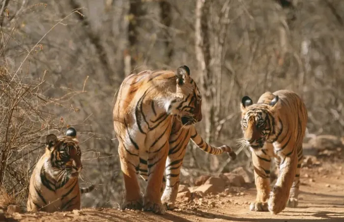 Framed Print : Bengal / Indian Tiger CB 129 Family group, three walking Ranthambhore National Park, India. Panthera tigris © Chris Brunskill / ARDEA LONDON Framed Print : Bengal / Indian Tiger CB 129 Family group, three walking Ranthambhore National Park, India. Panthera tigris © Chris Brunskill / ARDEA LONDON