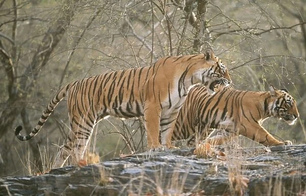Bengal  /  Indian Tiger CB 137 Mother showing aggression to cub. Ranthambhore National Park, India. Panthera tigris © Chris Brunskill  /  ARDEA LONDON