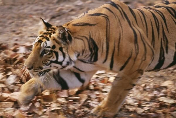 Bengal  /  Indian Tiger CB 33 Bandhavgarh National Park, India. Panthera tigris © Chris Brunskill  /  ARDEA LONDON