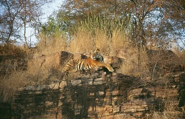 Bengal  /  Indian Tiger CB 39 Ranthambhore National Park, Rajasthan, India. Panthera tigris © Chris Brunskill  /  ARDEA LONDON