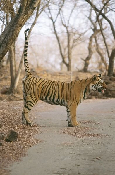Bengal  /  Indian Tiger CB 67 Tiger scent marking. Panthera tigris © Chris Brunskill  /  ARDEA LONDON