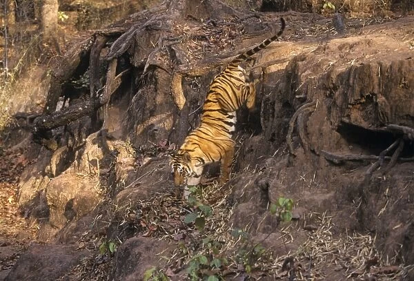 Bengal  /  Indian Tiger - climbing down drop. Bandhavgarh National Park