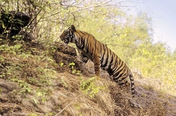 Bengal  /  Indian Tiger - climbing up hill. Bandhavgarh National Park