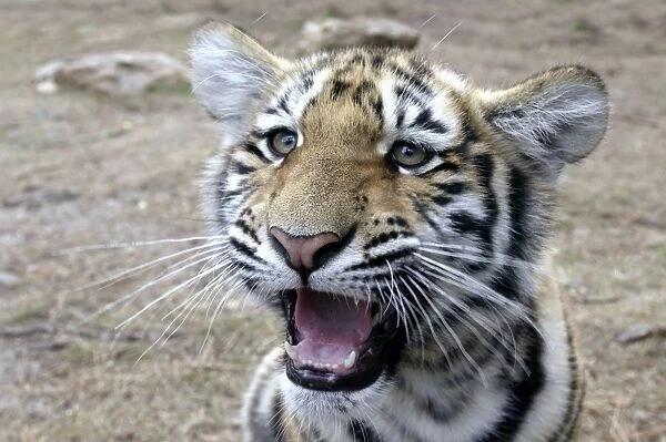Bengal  /  Indian Tiger - cub close-up of face