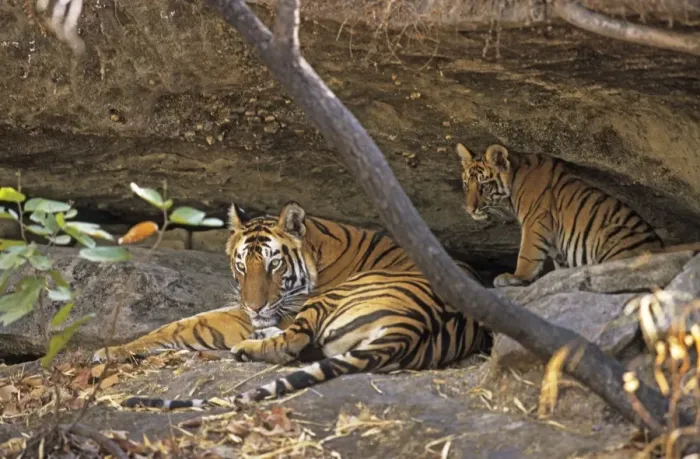 Framed Print : Bengal / Indian Tiger - with cub resting in cave Bandhavgarh National Park, India Framed Print : Bengal / Indian Tiger - with cub resting in cave Bandhavgarh National Park, India