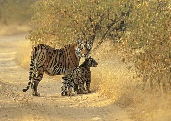 Bengal  /  Indian Tiger - with cub on track Ranthambhor National Park, India