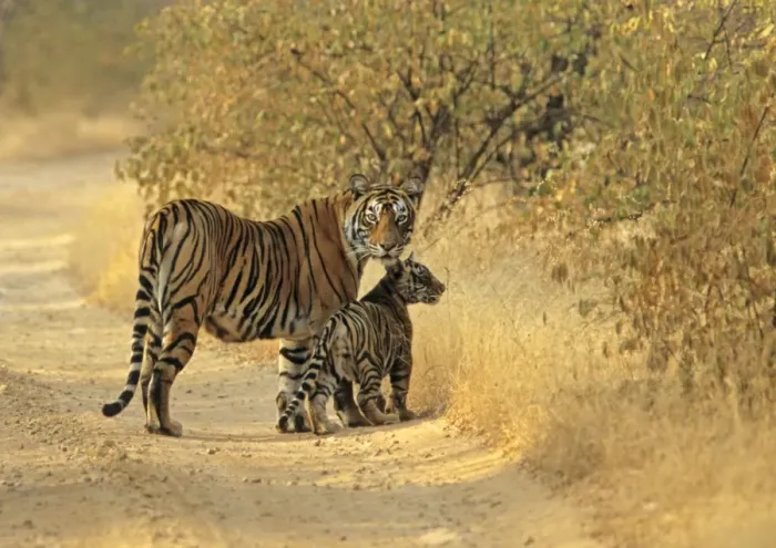Framed Print : Bengal / Indian Tiger - with cub on track Ranthambhor National Park, India Framed Print : Bengal / Indian Tiger - with cub on track Ranthambhor National Park, India
