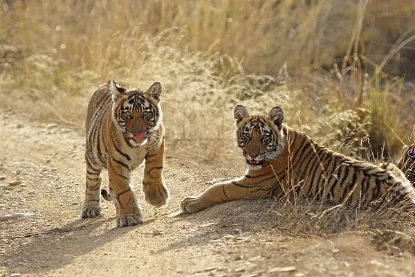 Bengal  /  Indian Tiger - two cubs Ranthambhor National Park, India