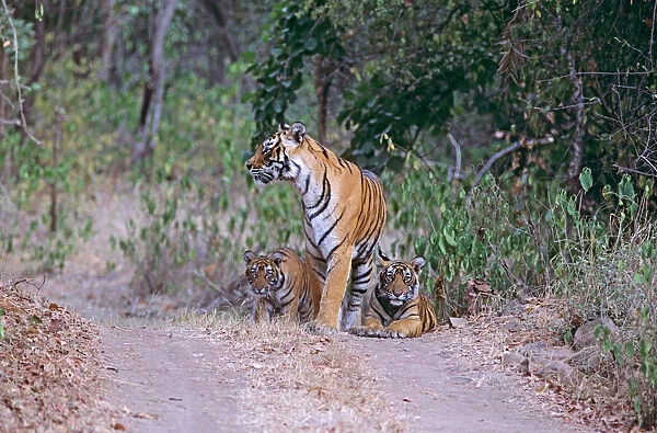 Bengal  /  Indian Tiger - and cubs on track at edge of jungle. Ranthambhor National Park