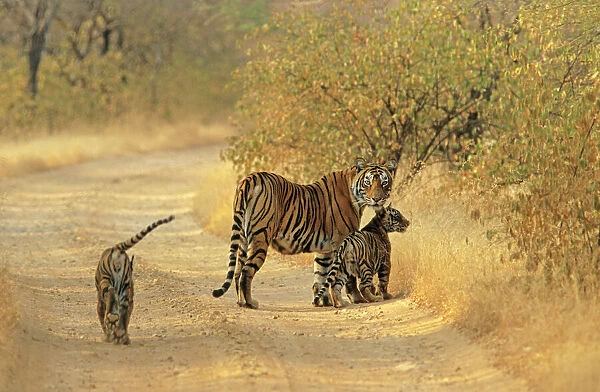 Bengal  /  Indian Tiger - with two cubs on track Ranthambhor National Park, India