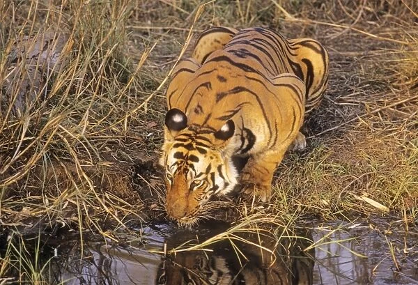 Bengal  /  Indian Tiger - drinking at jungle pool. Bandhavgarh National Park - India