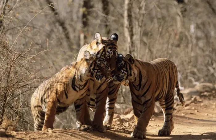Framed Print : Bengal / Indian Tiger Family group, three nuzzling. India Framed Print : Bengal / Indian Tiger Family group, three nuzzling. India