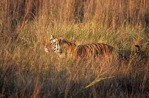 Bengal  /  Indian Tiger - on the move through grassland Bandhavgarh National Park, India