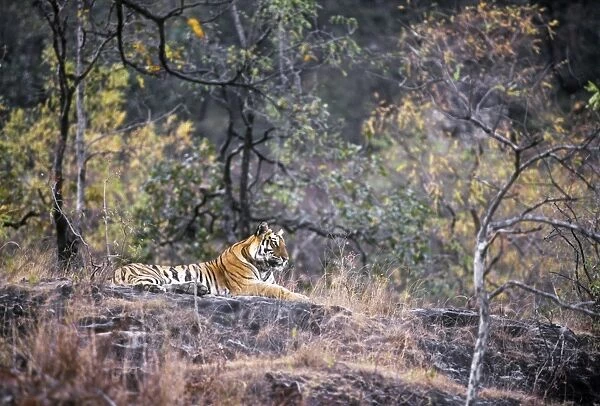 Bengal  /  Indian Tiger - on hill top. Bandhavgarh National Park, India
