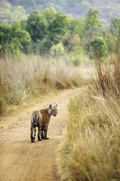 Bengal  /  Indian Tiger - on jungle track Bandhavgarh National Park, India