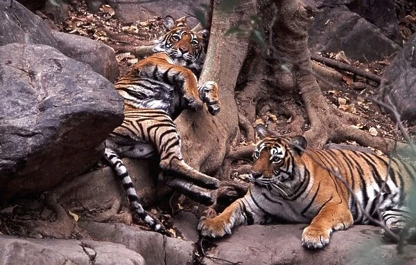 Bengal  /  Indian Tiger - Khemsakund Machalie & male cub - Ranthambhore National Park - India